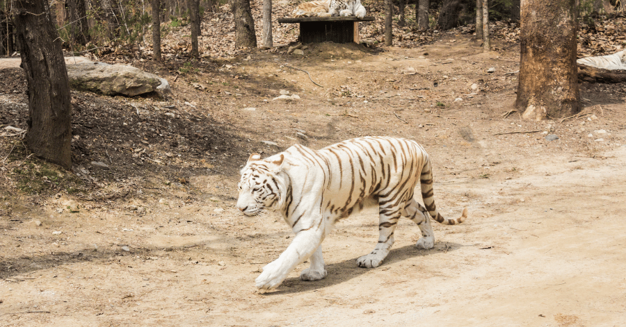 White tiger walking across a dirt clearing in a wooded enclosure at Everland