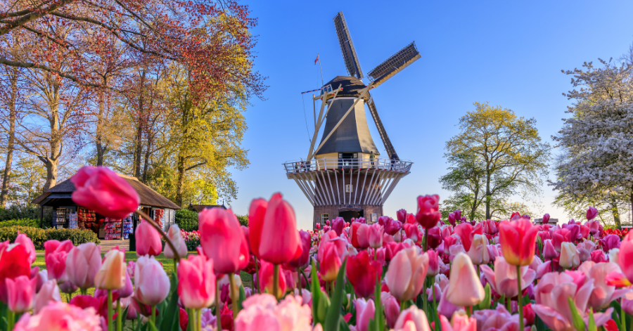 A traditional Dutch windmill behind rows of pink and red tulips under a clear blue sky