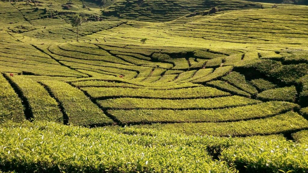 Terraced rows of tea bushes curving across sunlit hillsides with pickers in the distance