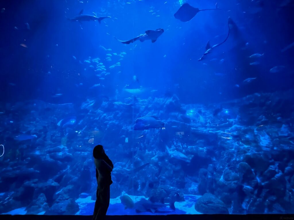 A visitor silhouetted before a large aquarium panel as sharks and rays swim past