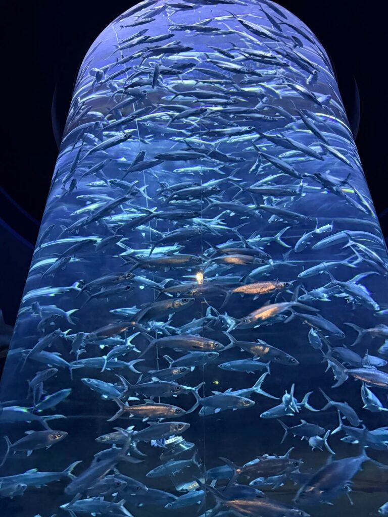 A tall cylindrical aquarium tank filled with a swirling shoal of silver fish