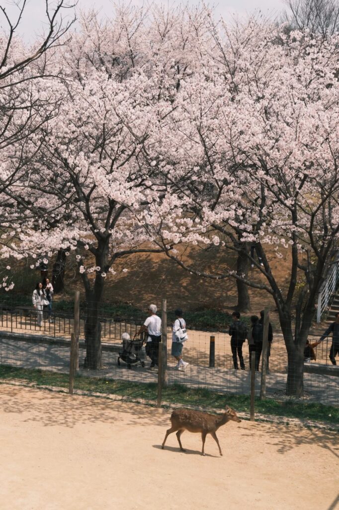 A spotted deer walking past the fenced corral under cherry blossom trees