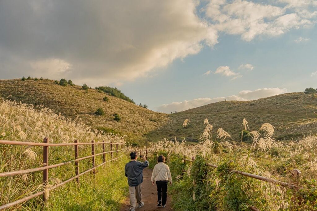 Two visitors walking a path through golden silver grass on a Jeju oreum hillside