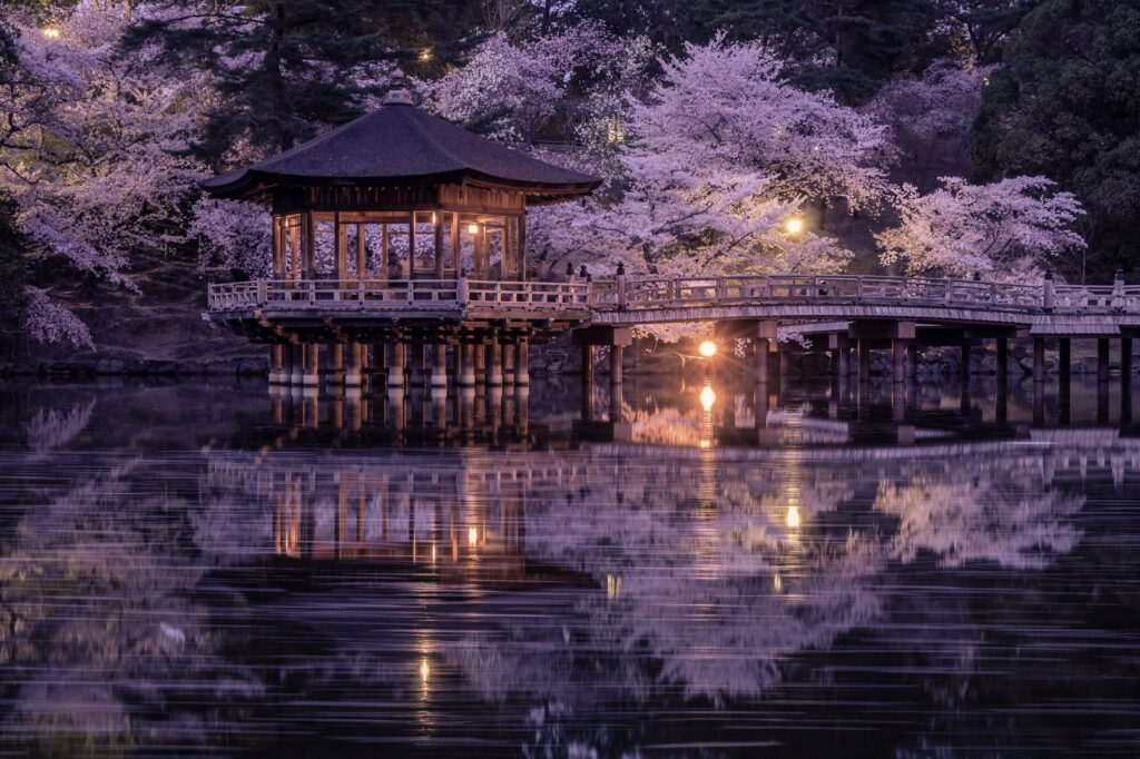 Ukimido Pavilion lit at night surrounded by cherry blossoms, reflected in the pond