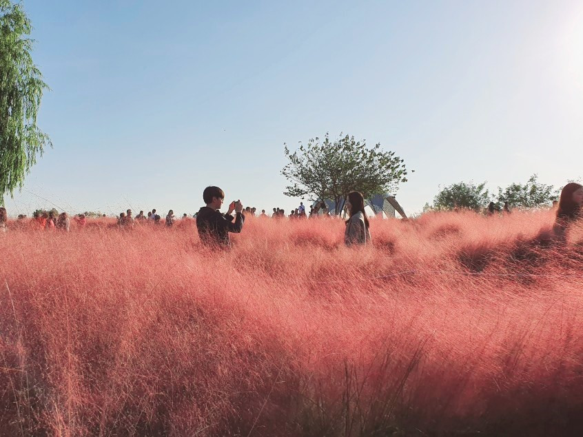 Visitors walking through a pink muhly grass field on a hillside path