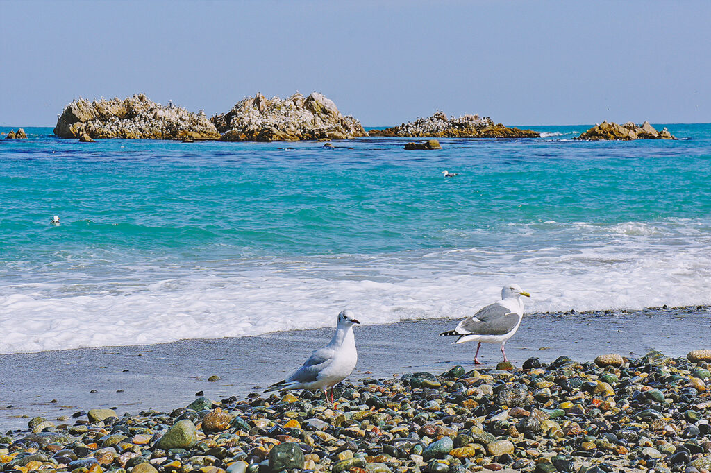 Gulls on the pebble shore at Bonggil beach, with the offshore rocks of Daewangam behind