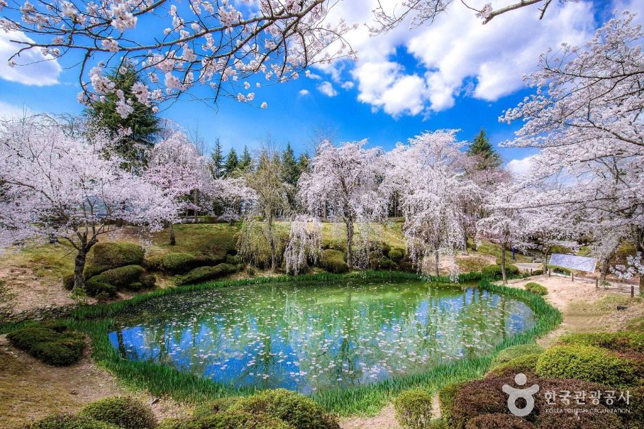 Cherry trees in full bloom around a small pond at Bomun Lake