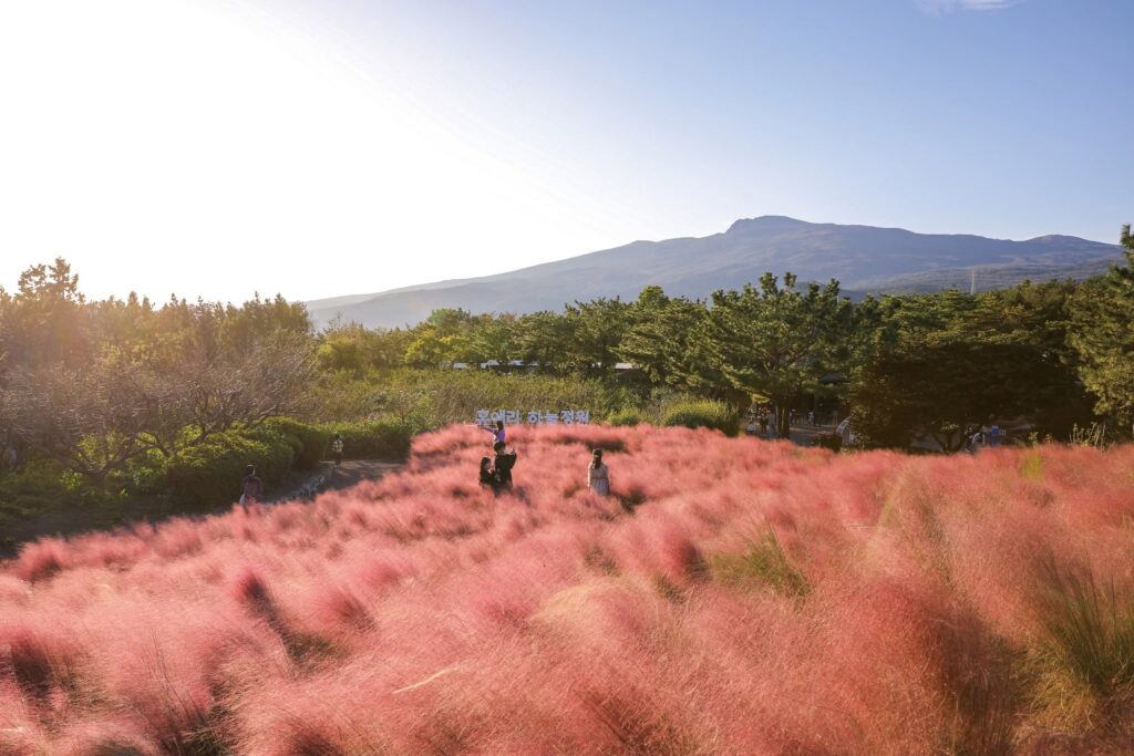 Visitors among pink muhly grass at Hueree Natural Life Park's Sky Garden, with a Jeju mountain behind