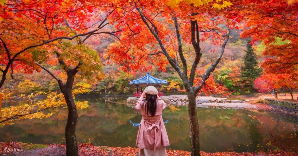 A visitor photographing a blue-roofed pavilion beside a pond at Naejangsan, framed by red maple trees
