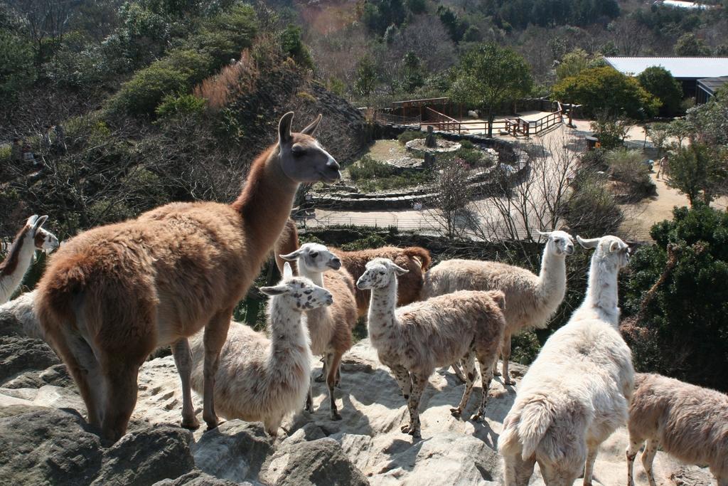 Visitors hand-feeding capybaras in an open enclosure at Nagasaki Biopark