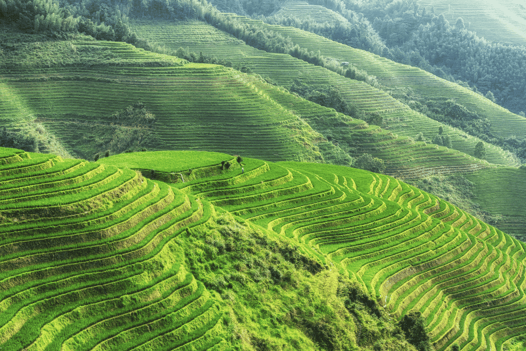 Green terraced rice fields curving up a hillside at Longji