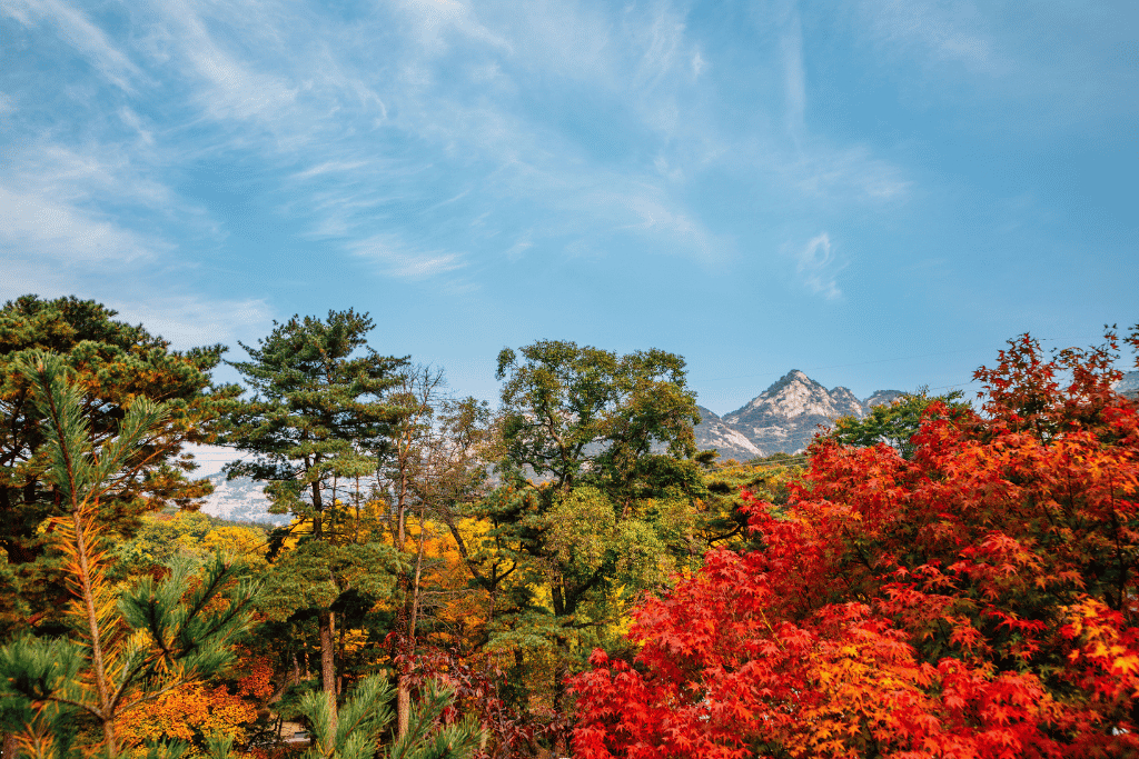 Bukhansan's granite peaks rising above red, yellow and green autumn forest