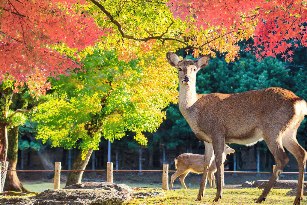 A wild Nara deer standing beneath red and yellow autumn maple leaves in Nara Park