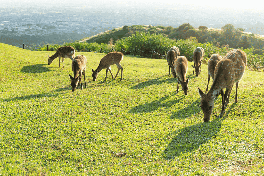 A small herd of deer grazing on the grassy slope of Mount Wakakusa above Nara