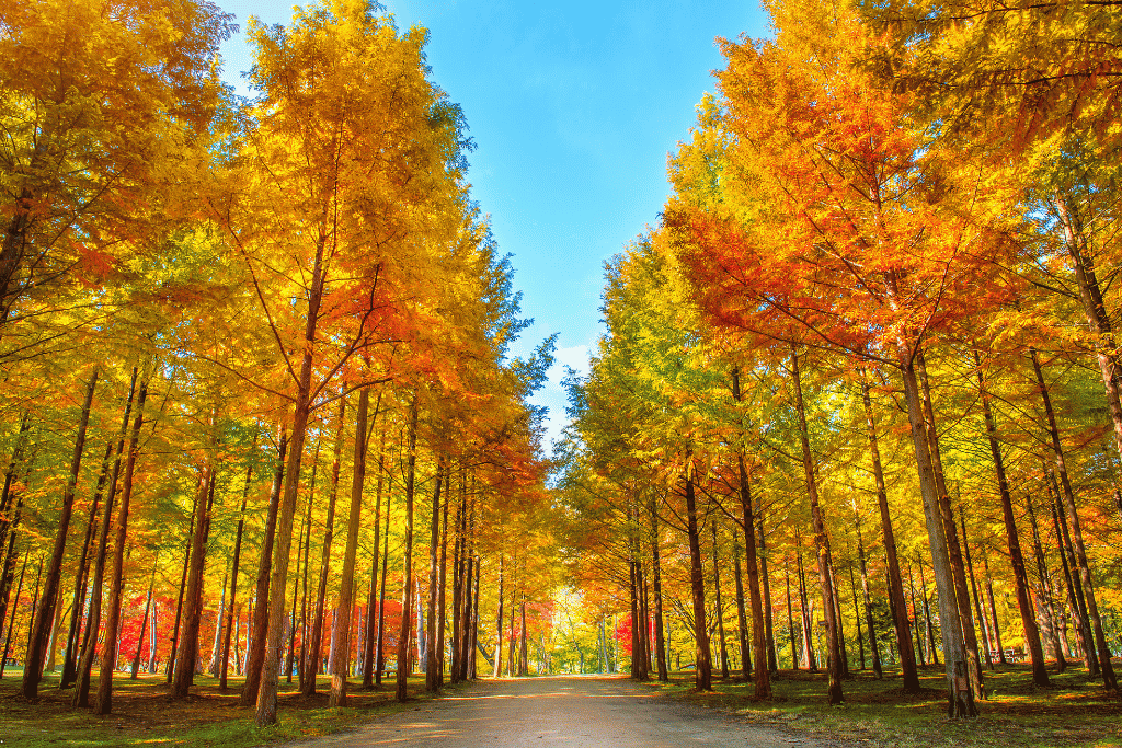 Visitors walking along a road lined with red and orange autumn trees in Korea