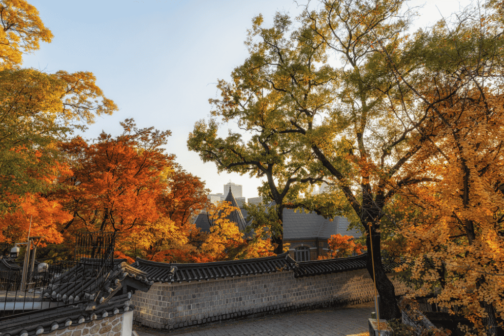 Autumn trees and a stone wall along Deoksugung's Stone Wall Road with the Seoul skyline behind
