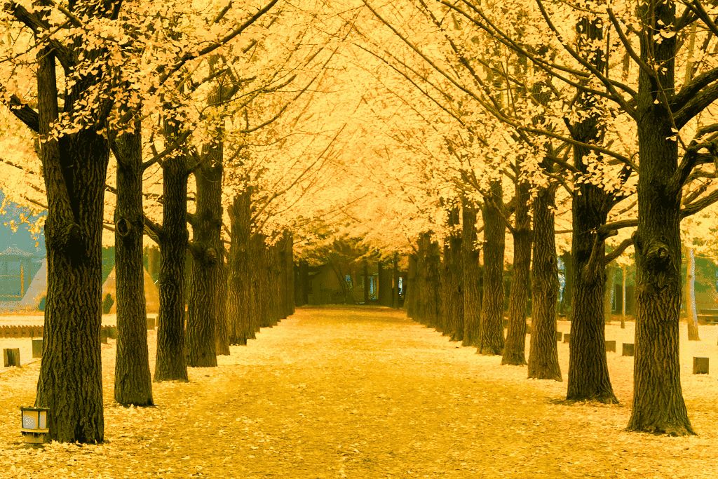 A tree-lined avenue of golden ginkgo trees carpeted in fallen leaves on Nami Island