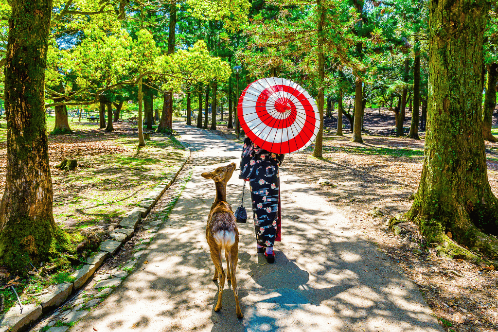 A visitor in a kimono holding a red and white umbrella walking beside a deer in Nara Park