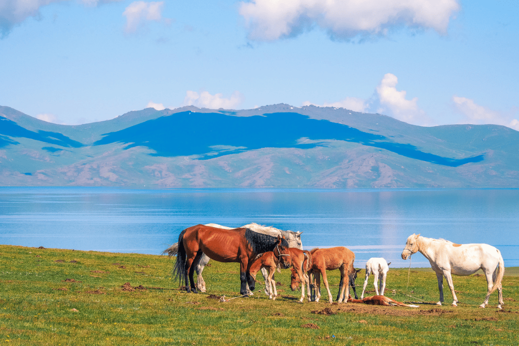 A herd of horses and foals grazing on grass beside a still mountain lake
