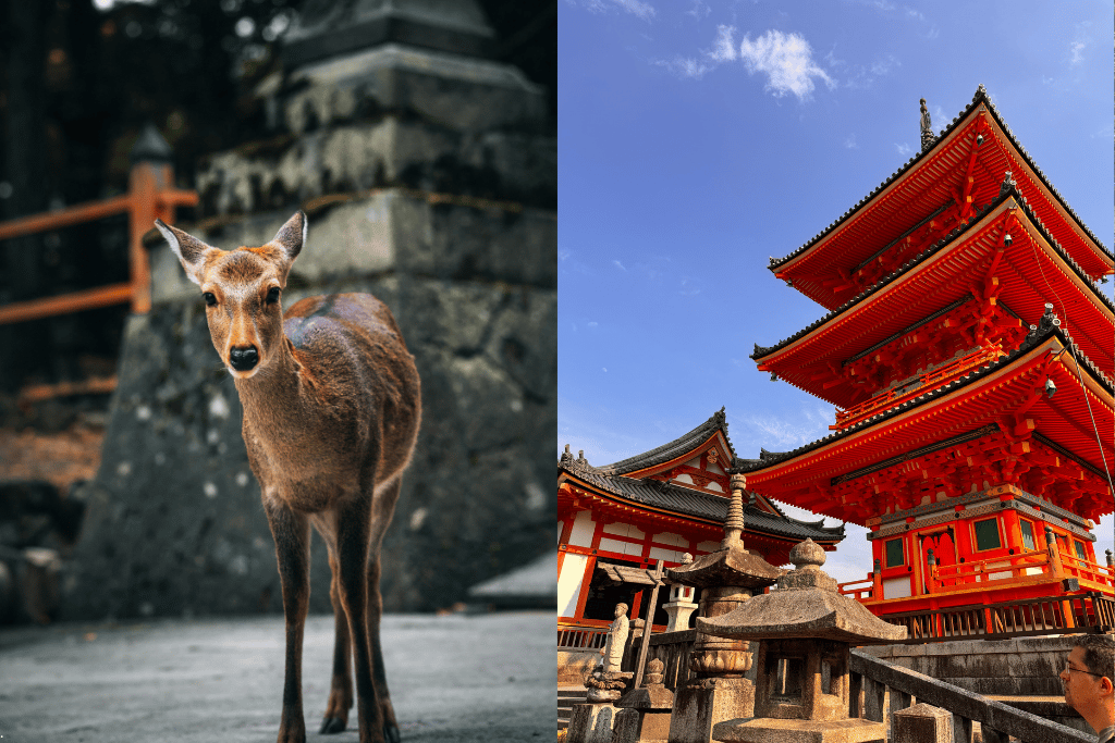 Split image comparing a Nara deer with Kyoto's red Kiyomizu-dera pagoda