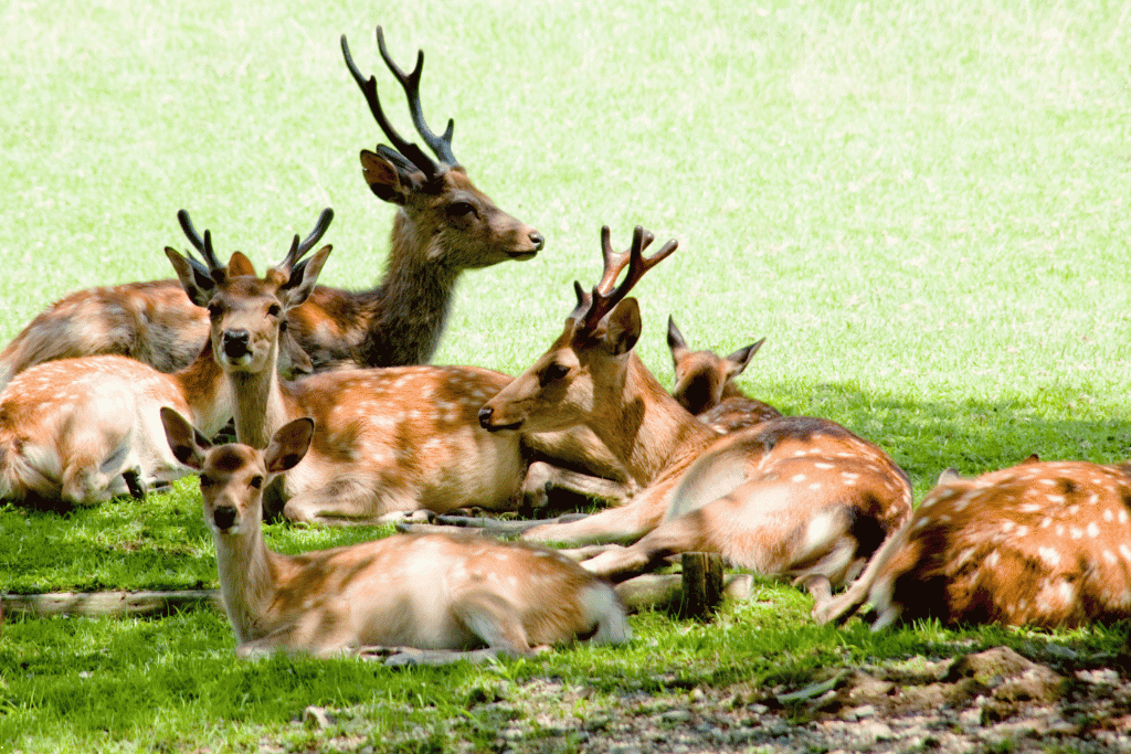 A herd of spotted Nara deer resting together on the grass in Nara Park