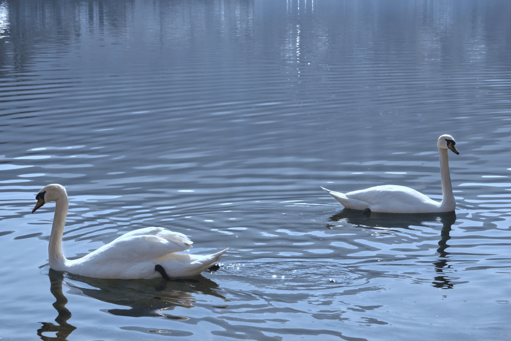 Two swans swimming on the calm waters of Lake Como