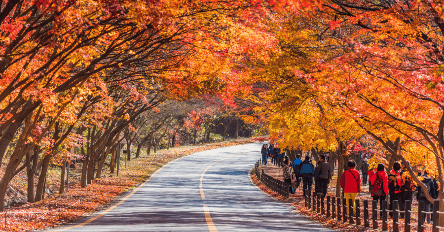 A tall avenue of golden ginkgo and metasequoia trees carpeted in fallen autumn leaves