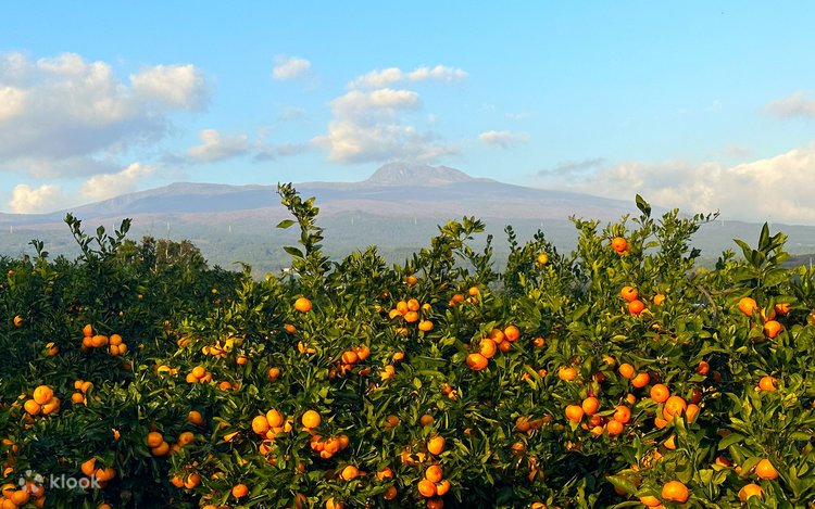 Ripe orange tangerines on the branch in a Jeju orchard, with Hallasan in the background