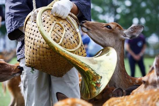 A deer nuzzling a French horn during Nara's Shikayose deer-calling ceremony