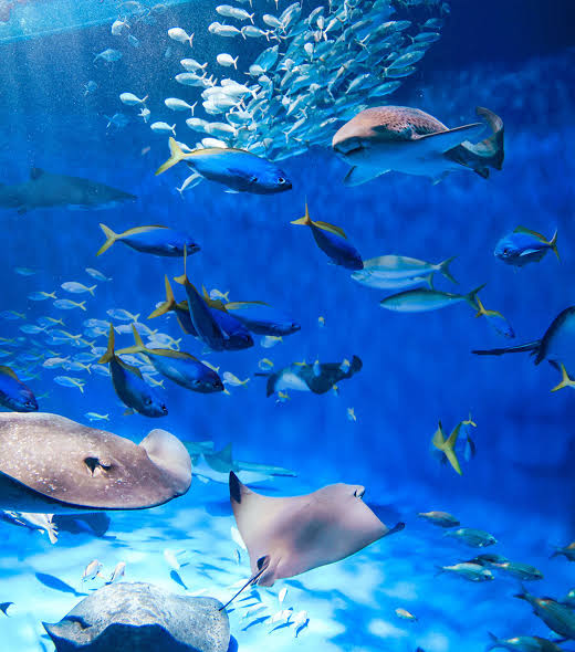 Rays and schooling fish swimming in a large tank at Kobe Suma Sea World