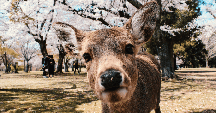 Close-up of a Nara deer's face framed by cherry blossoms in full bloom