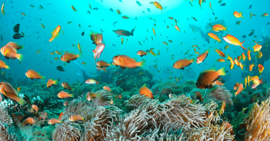 Orange anemonefish swimming over a coral reef in clear turquoise water