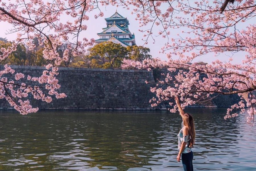 japan-sakura-guide