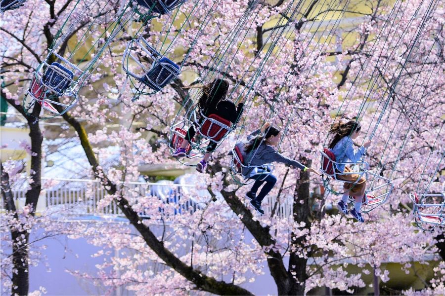 japan-sakura-attractions