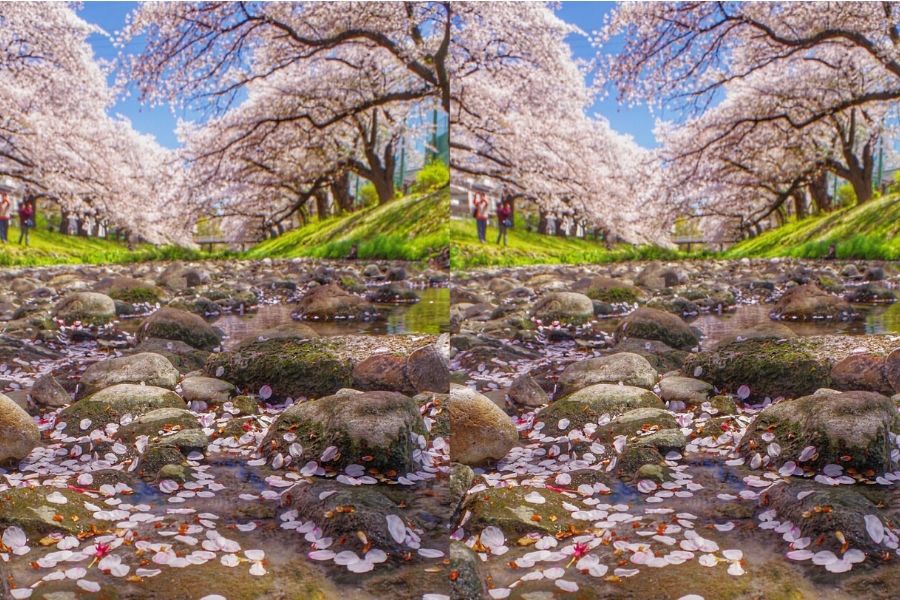 japan-sakura-attractions