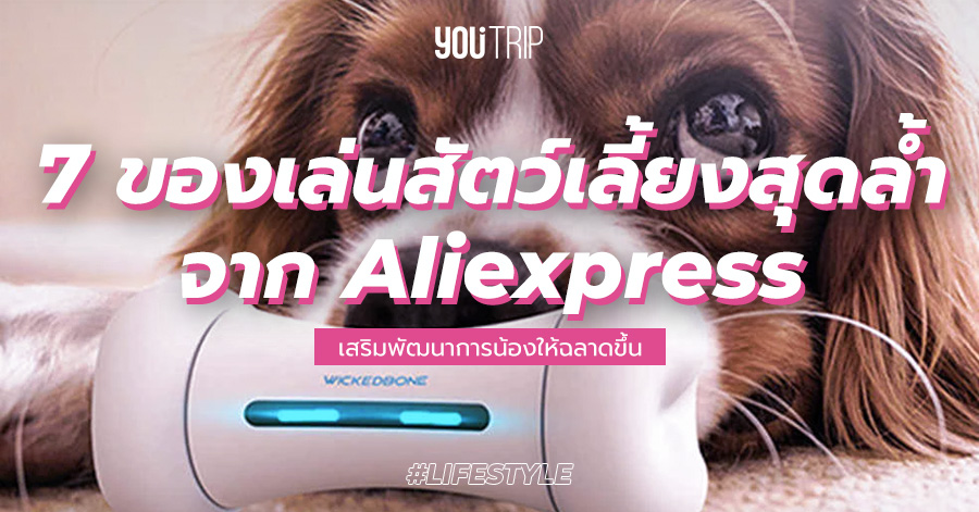 best-pet-toys