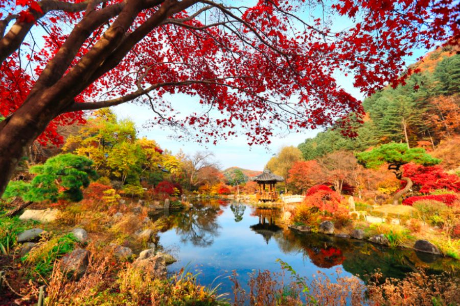 south-korea-autumn