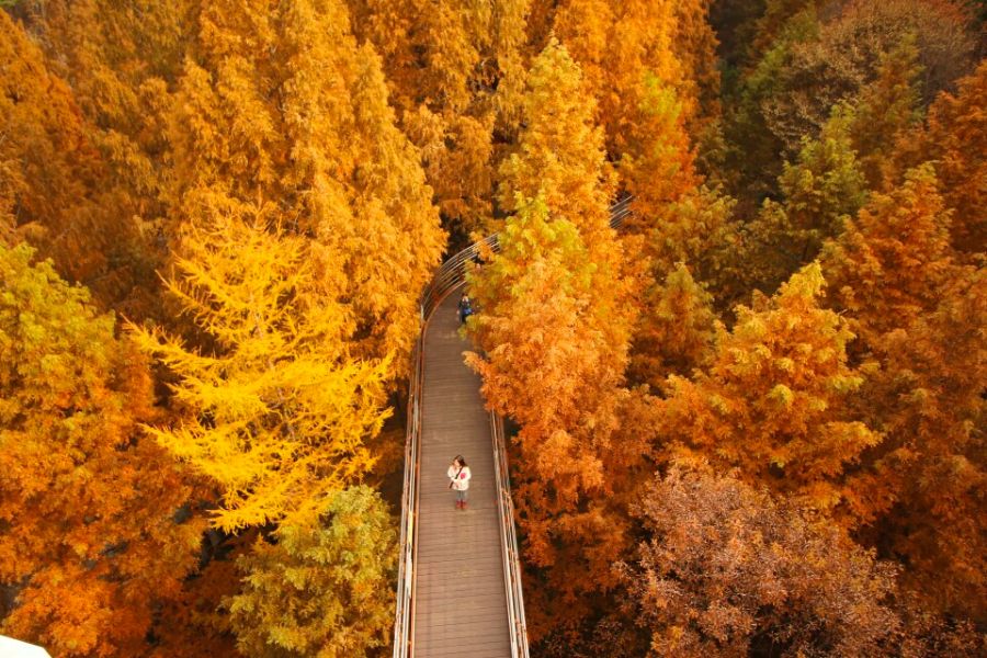 south-korea-autumn