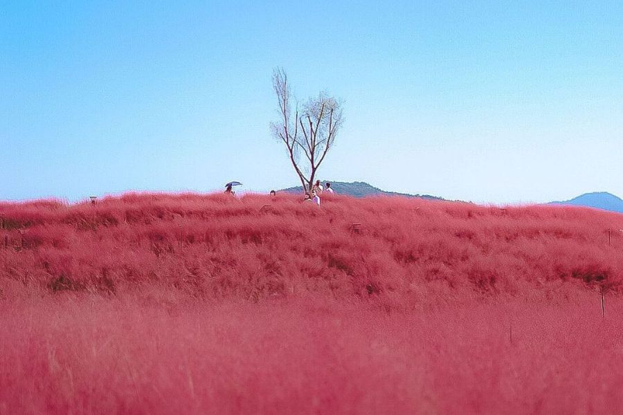 south-korea-autumn