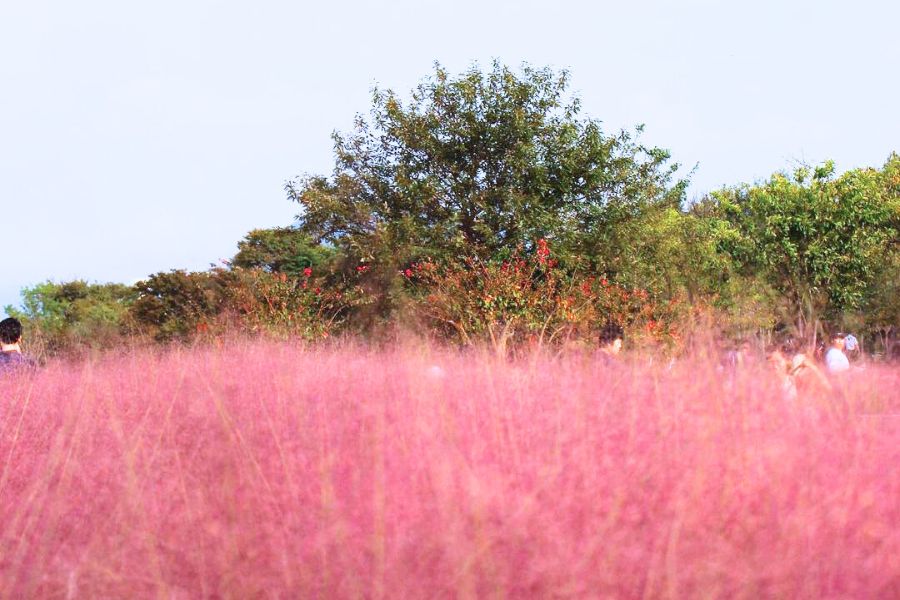 south-korea-autumn