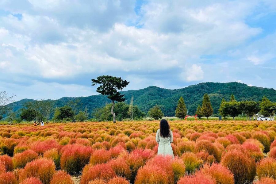 south-korea-autumn