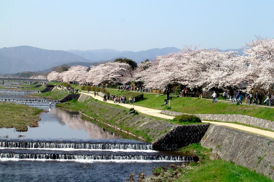 kyoto-sakura