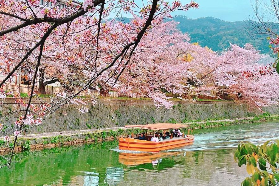 kyoto-sakura