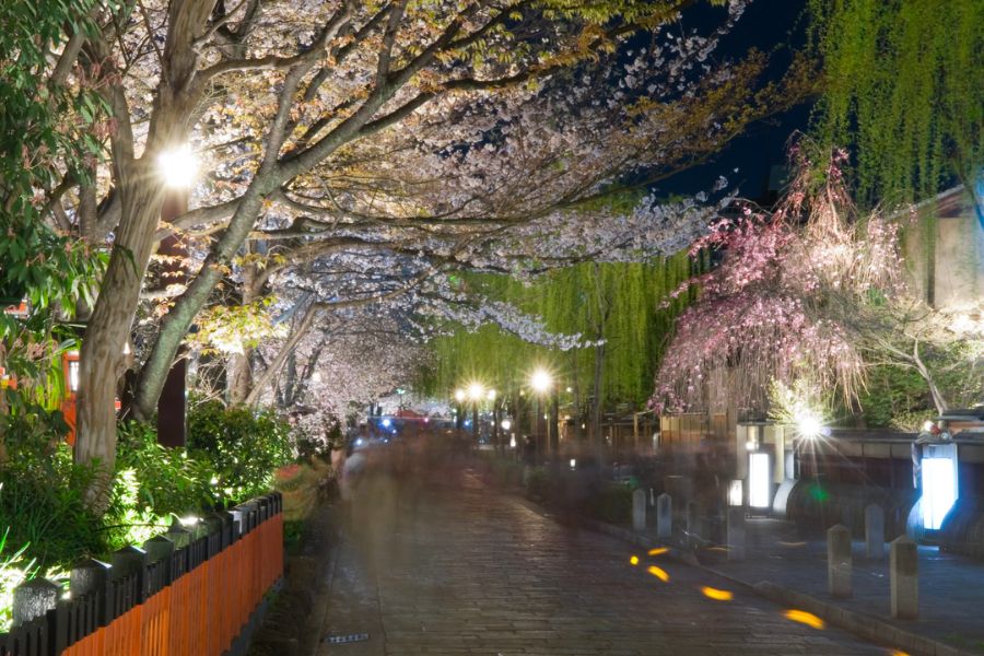 kyoto-sakura