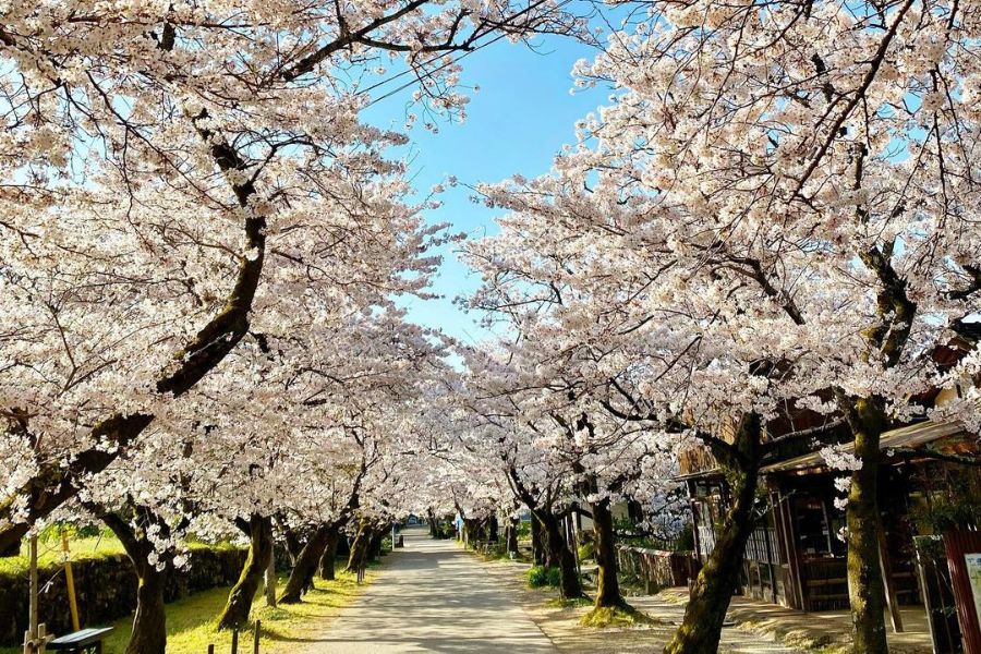 fukuoka-sakura