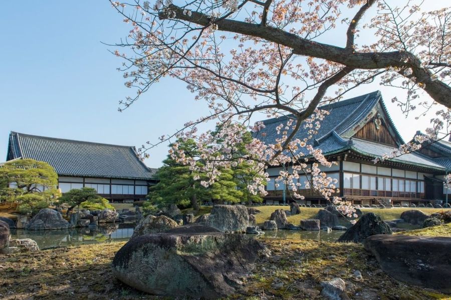 kyoto-sakura