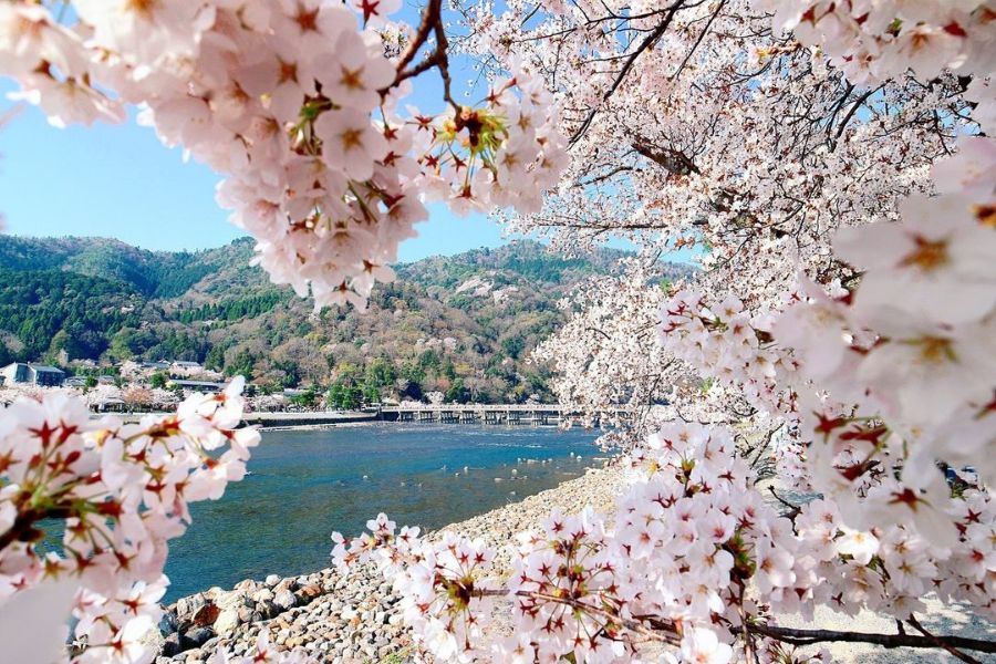 kyoto-sakura