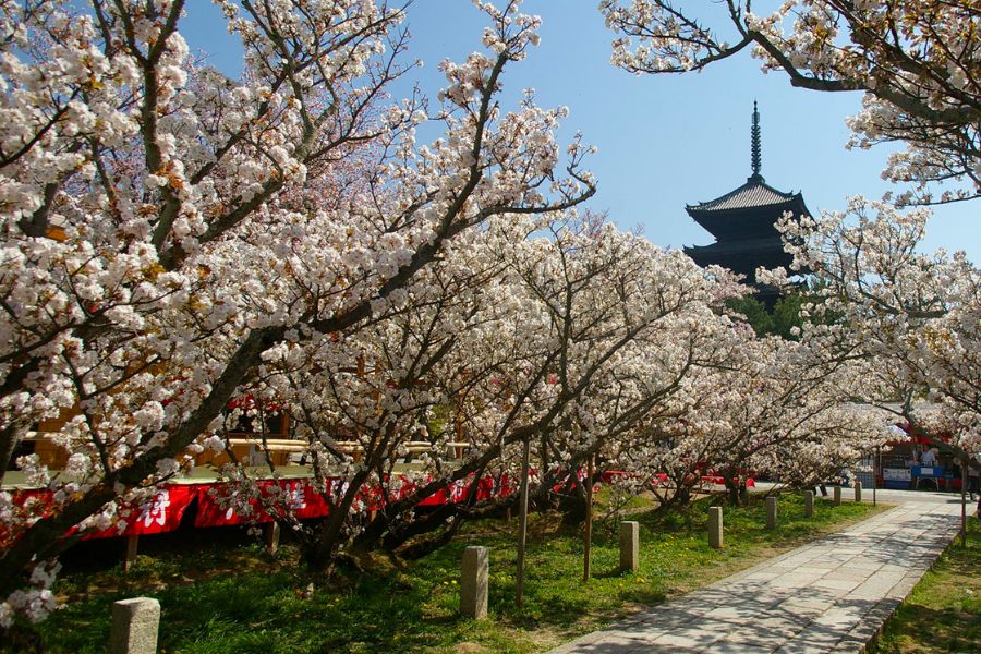 kyoto-sakura