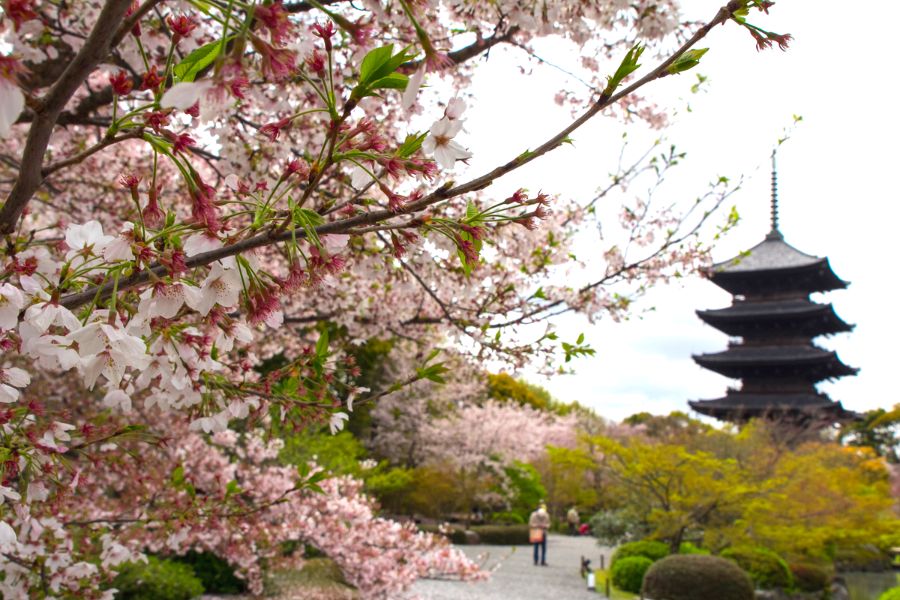 kyoto-sakura