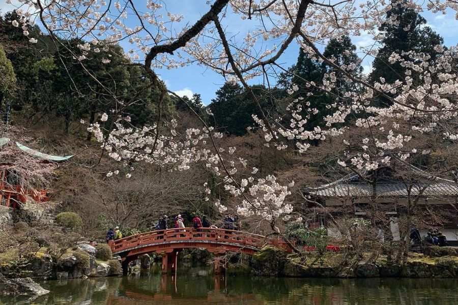 kyoto-sakura